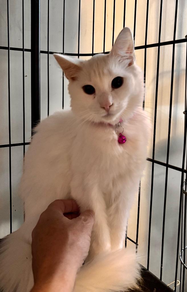 MAXON 6 pink, Adoptable, Young Female American Shorthair.