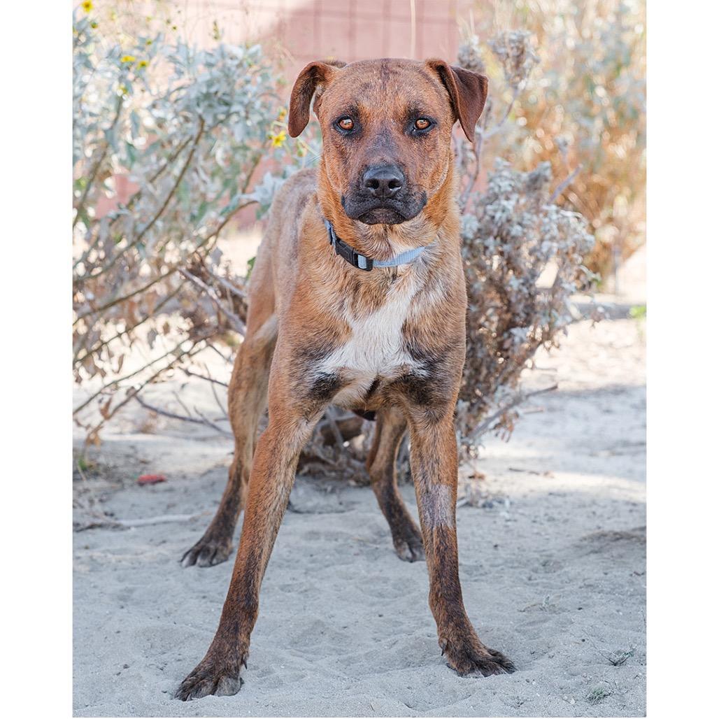 Bellamy, Adoptable, Adult Male Mixed Breed.