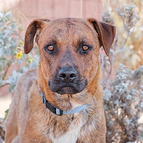 Enlarge Bellamy, a Adoptable Mixed Breed in Palm Springs, CA image 2/2