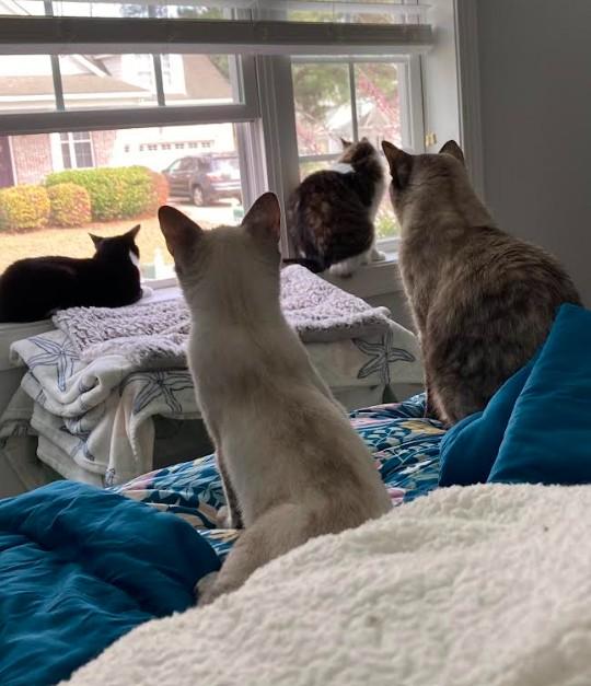 Enlarge Lilac, an adopted mixed breed in Hampstead, NC image 3/6