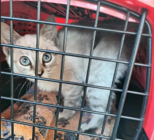 Lilac, ADOPTABLE, Young Female Domestic Short Hair.