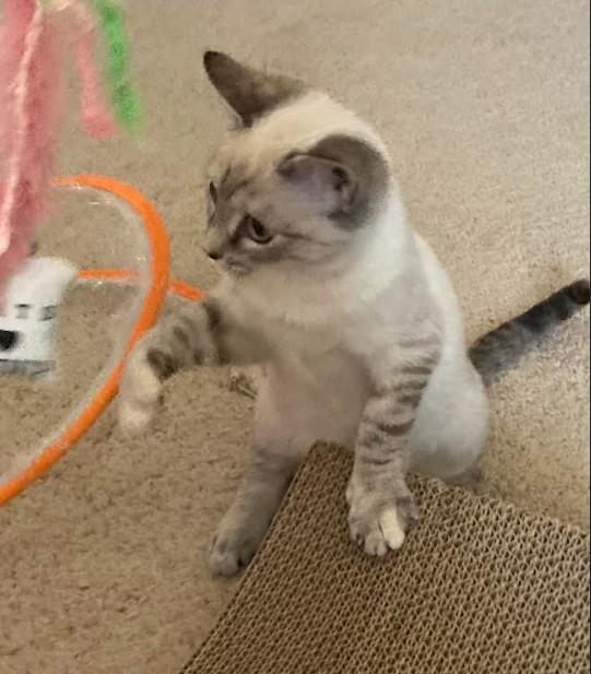 Enlarge Lilac, an adopted mixed breed in Hampstead, NC image 5/6