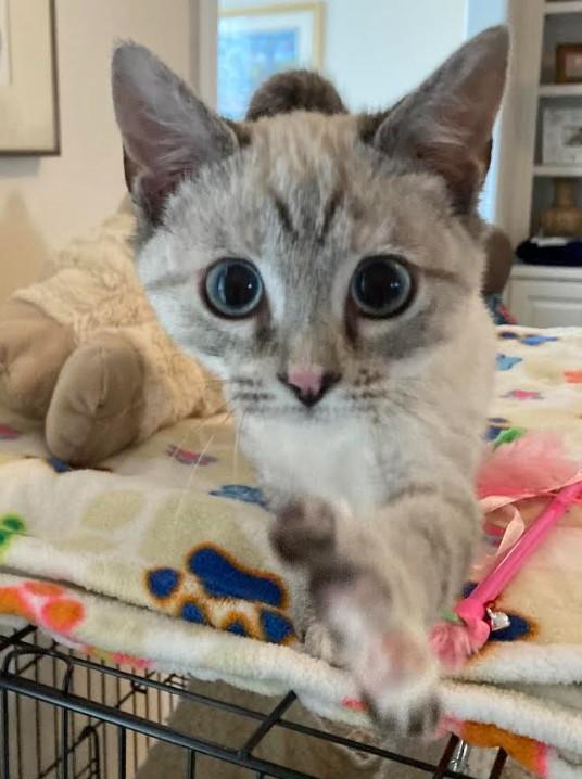 Lilac, ADOPTABLE, Young Female Domestic Short Hair.