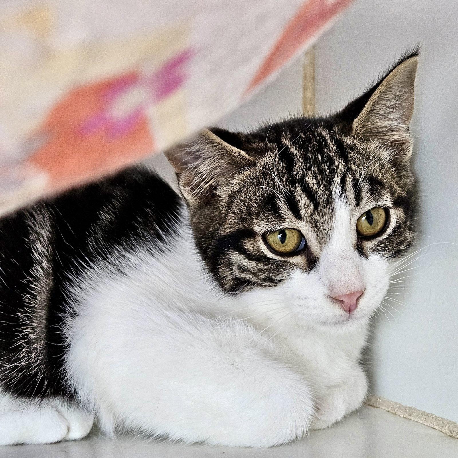Bakersfield (bonded w/ Blythe), Adoptable, Kitten Male Domestic Short Hair.