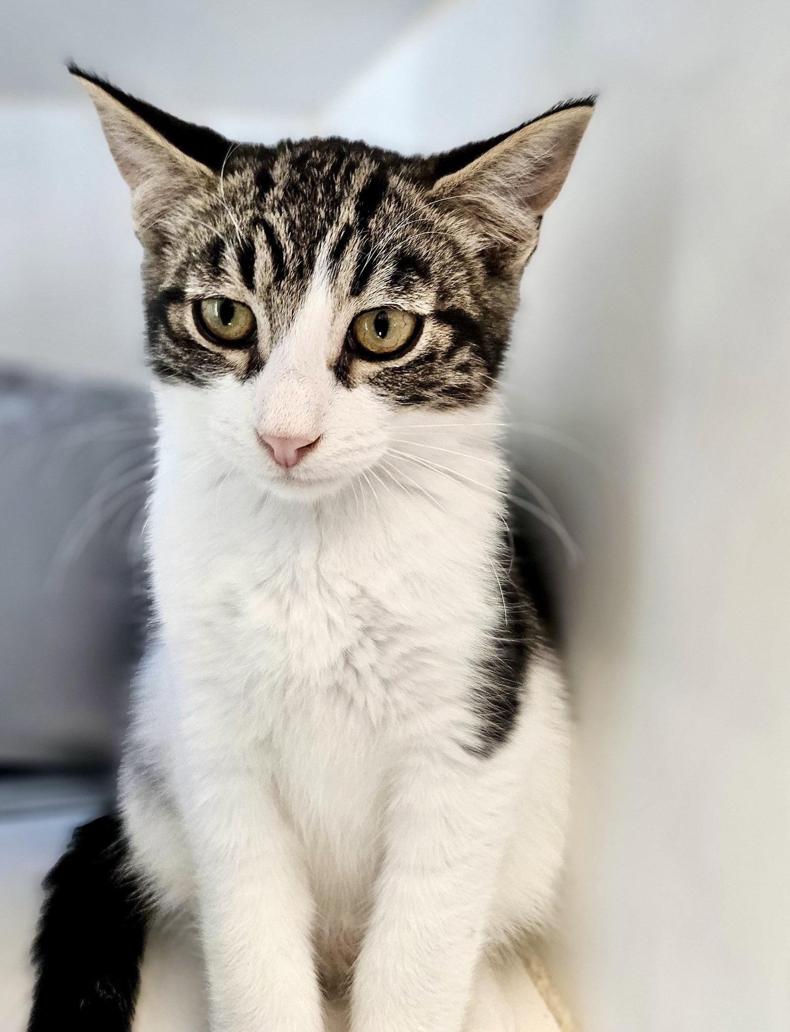 Bakersfield (bonded w/ Blythe), a Adoptable Domestic Short Hair in Oakland, CA image 2/3