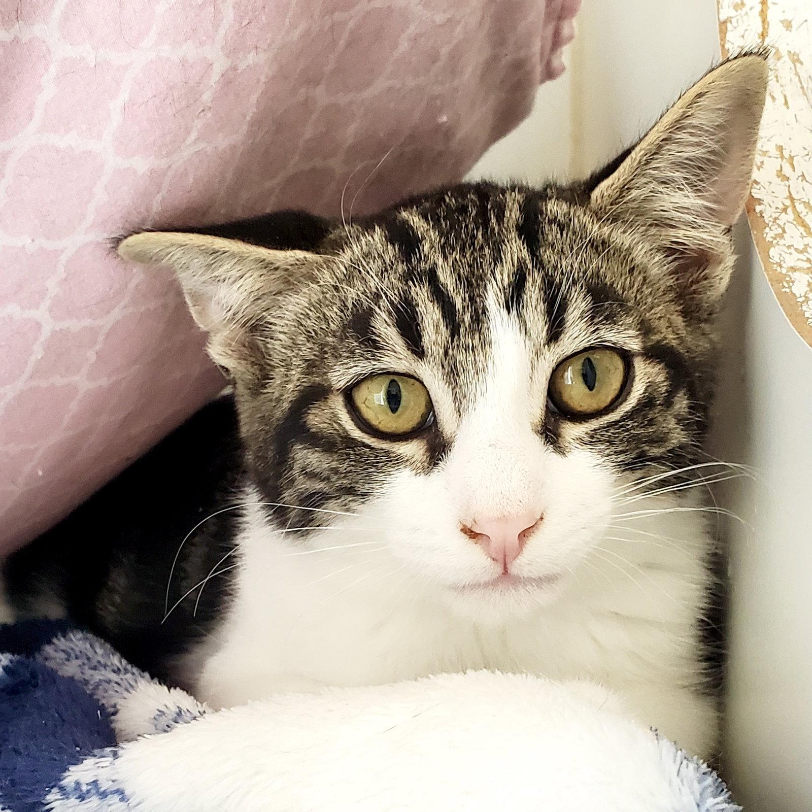 Bakersfield (bonded w/ Blythe), Adoptable, Kitten Male Domestic Short Hair.