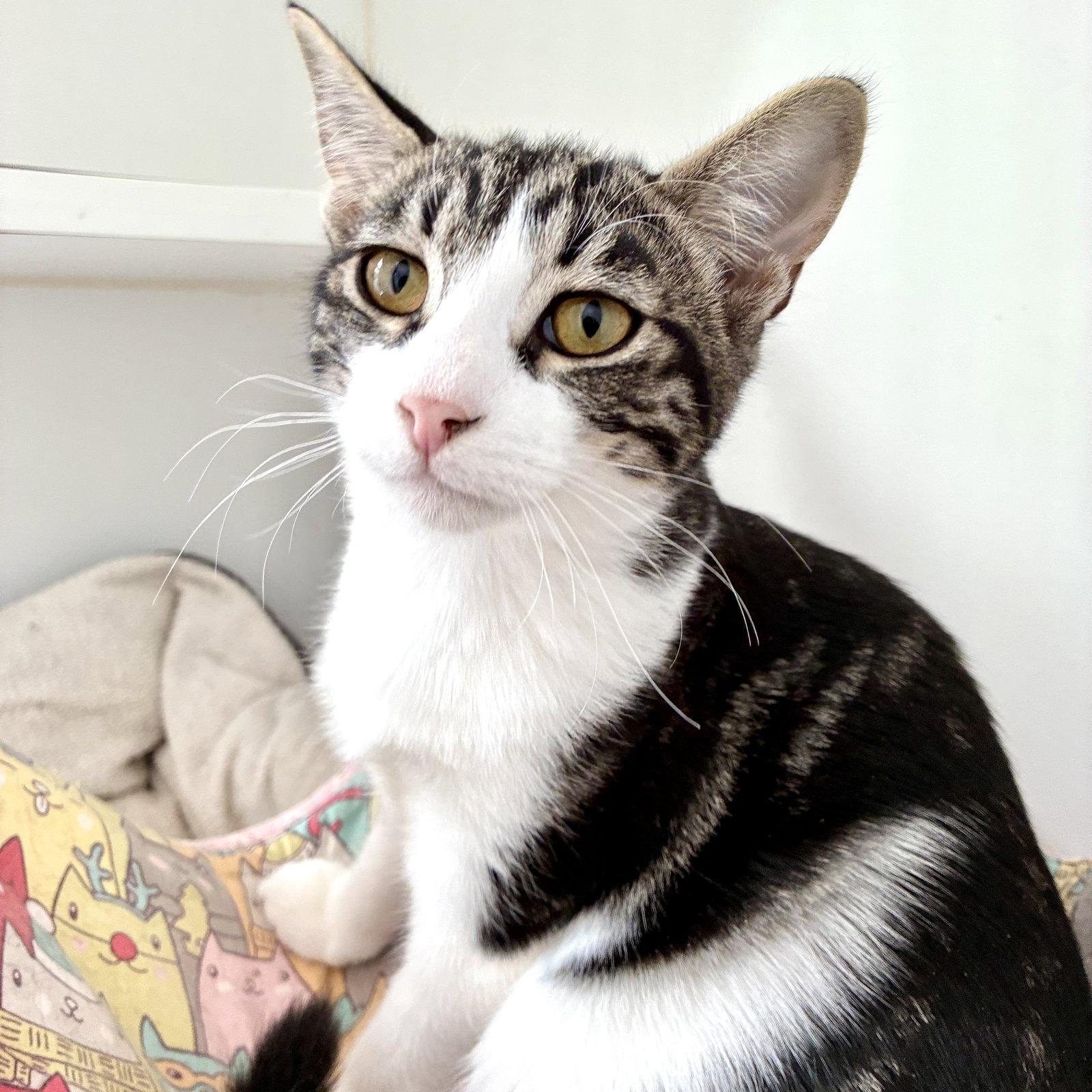 Bakersfield (bonded w/ Blythe), a Adoptable Domestic Short Hair in Oakland, CA image 2/3
