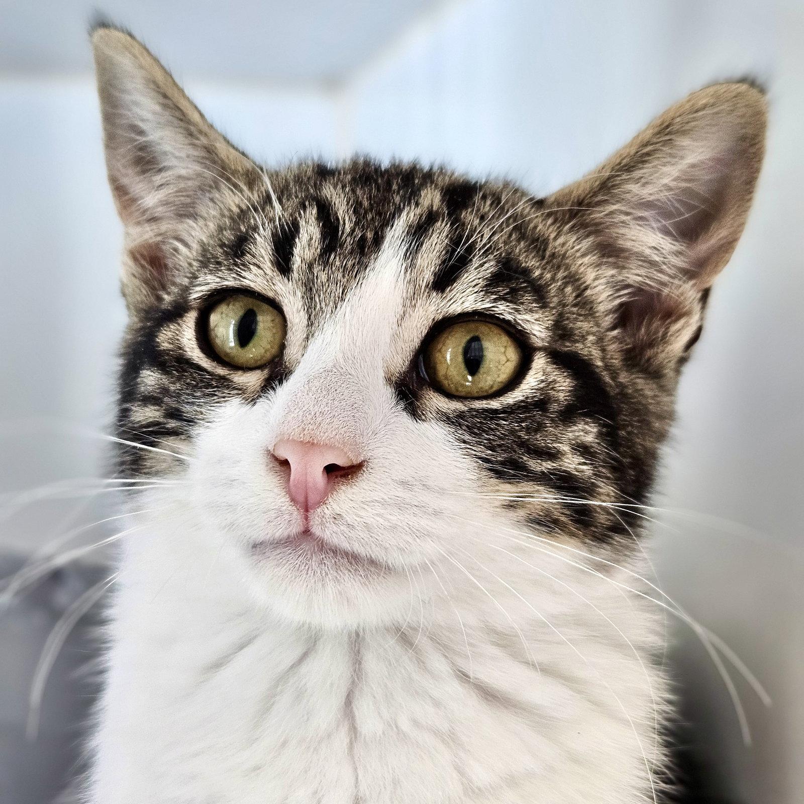Bakersfield (bonded w/ Blythe), a Adoptable Domestic Short Hair in Oakland, CA image 3/3