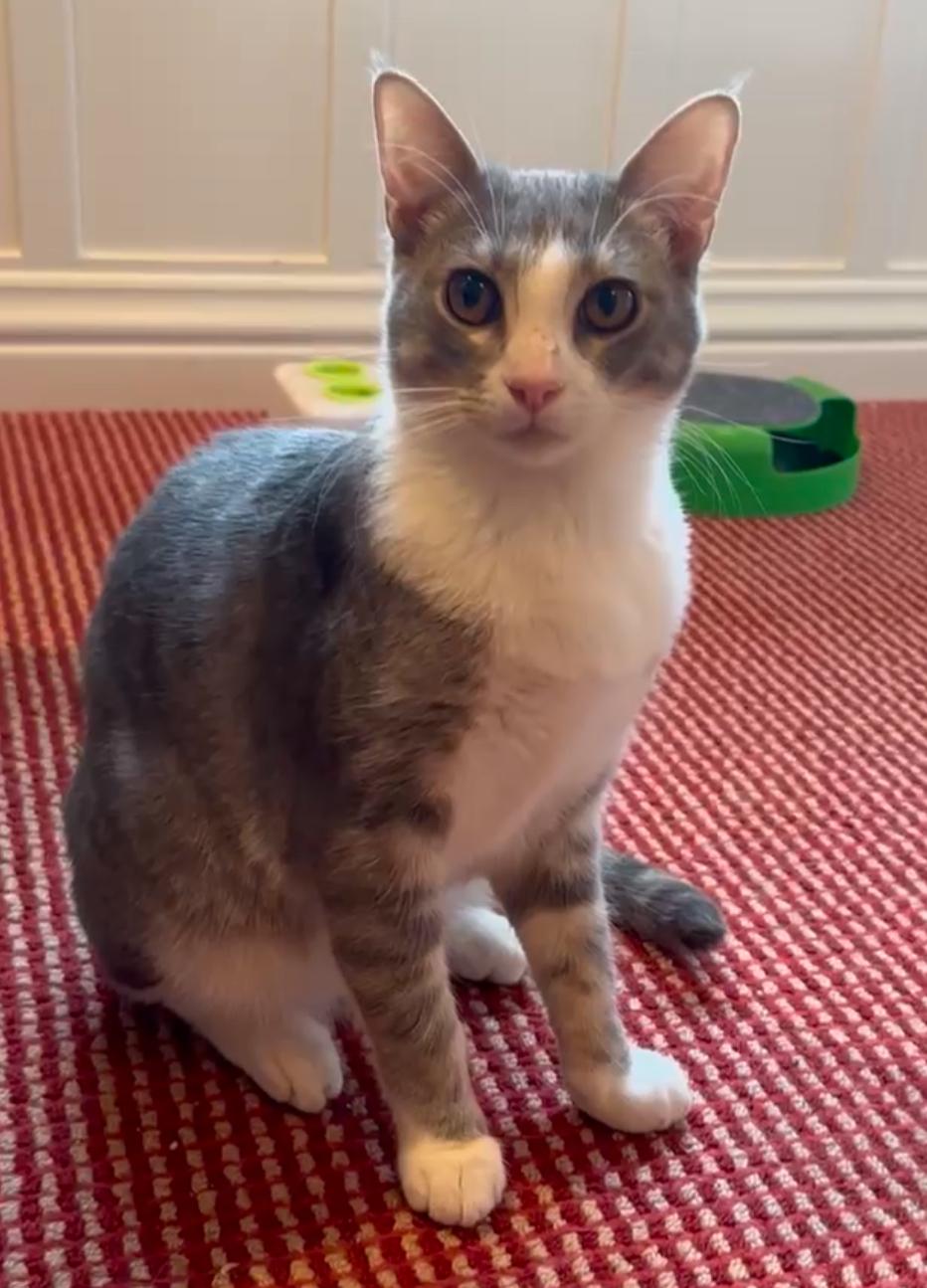 Harold, an adopted Tabby in San Juan Capistrano, CA_image-1