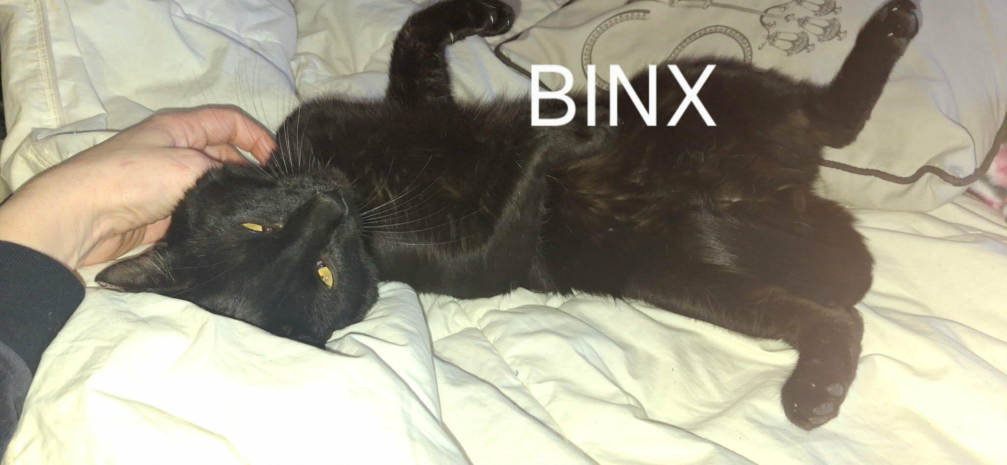 Binx, Adoptable, Young Male Domestic Short Hair.