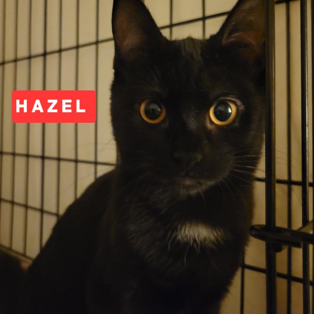 Hazel & Chessy (bonded) , a ADOPTABLE Domestic Short Hair in Riverside, CA image 2/3