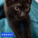 Hazel & Chessy (bonded) , a ADOPTABLE Domestic Short Hair in Riverside, CA image 3/3