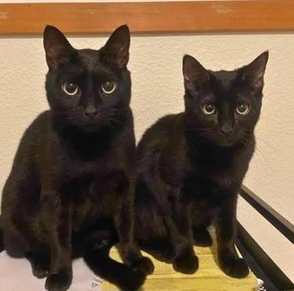 Hazel & Chessy (bonded) , ADOPTABLE, Young Female Domestic Short Hair.