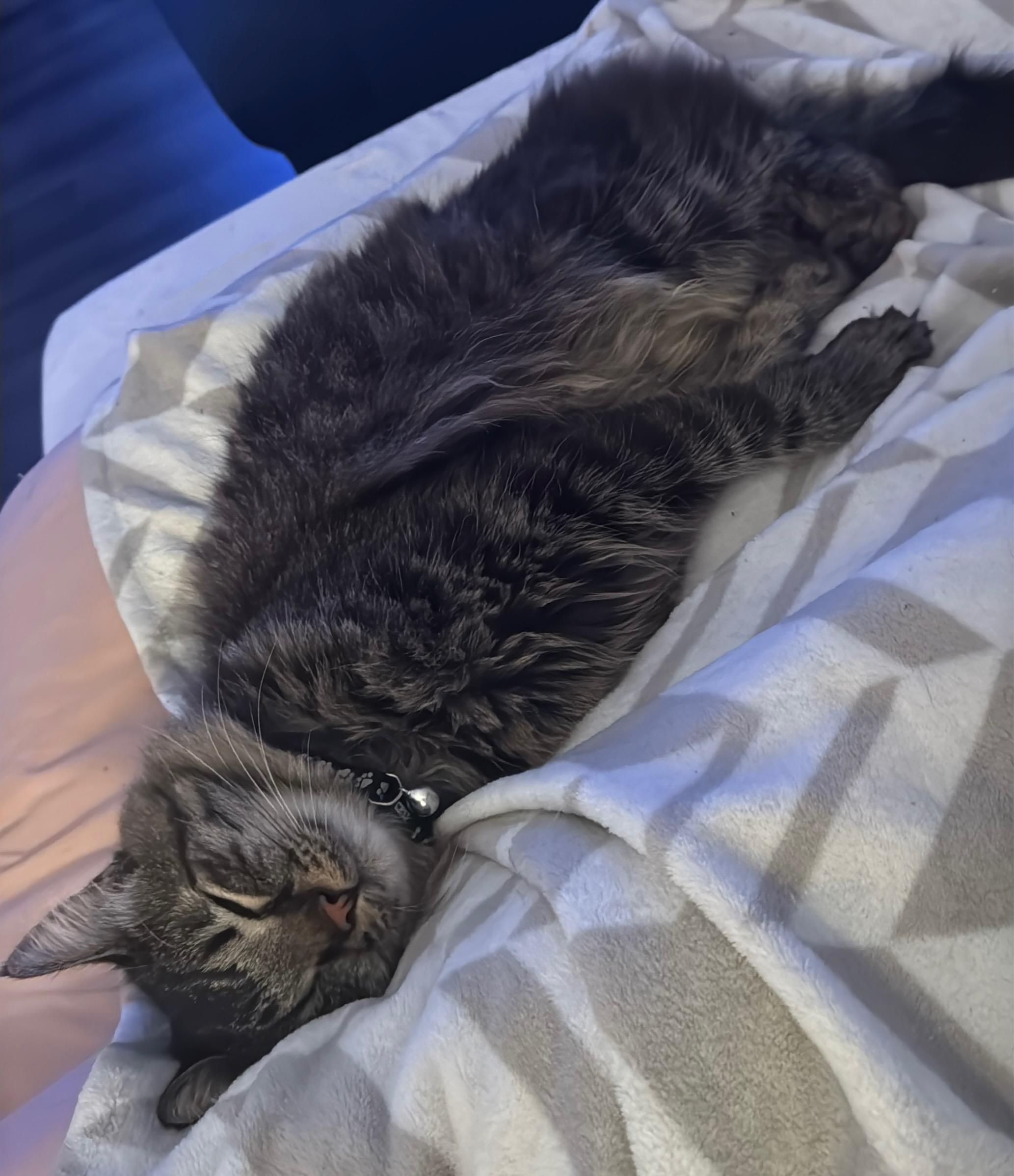 Bucky, an adopted mixed breed in Parker, TX image 5/6