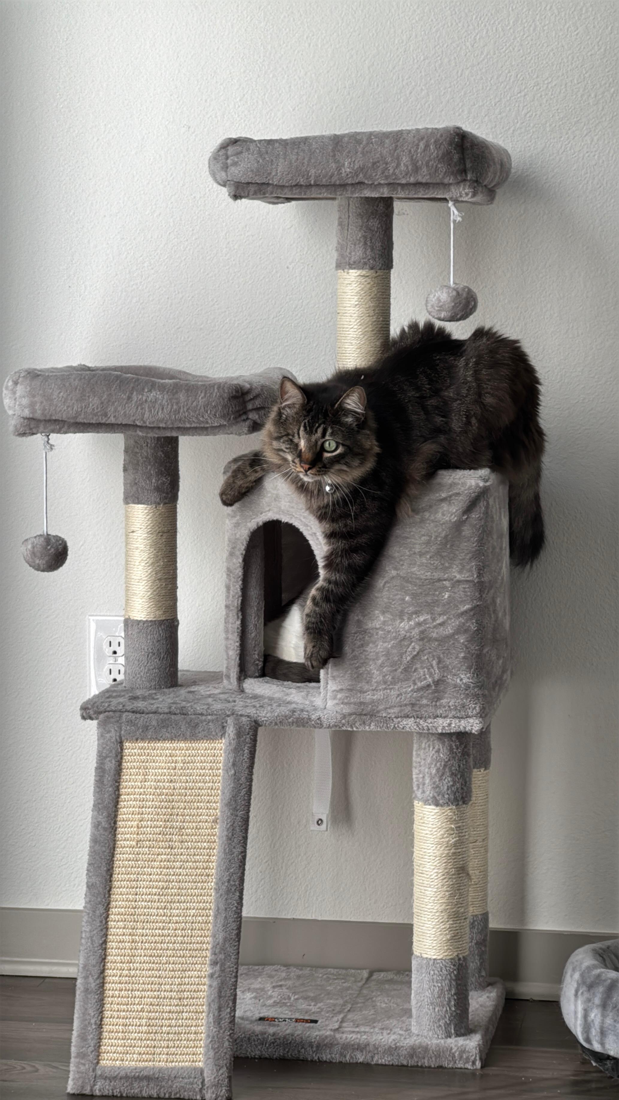 Bucky, adopted, Young Male Maine Coon & Tabby.