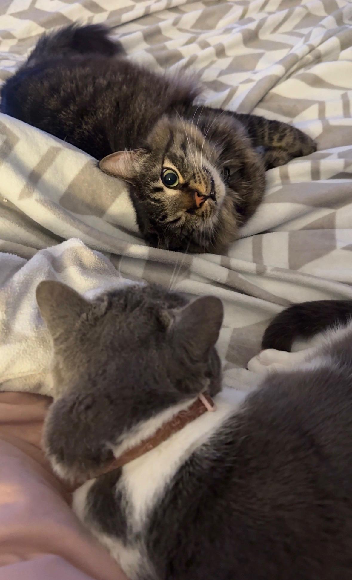 Bucky, an adopted mixed breed in Parker, TX image 6/6