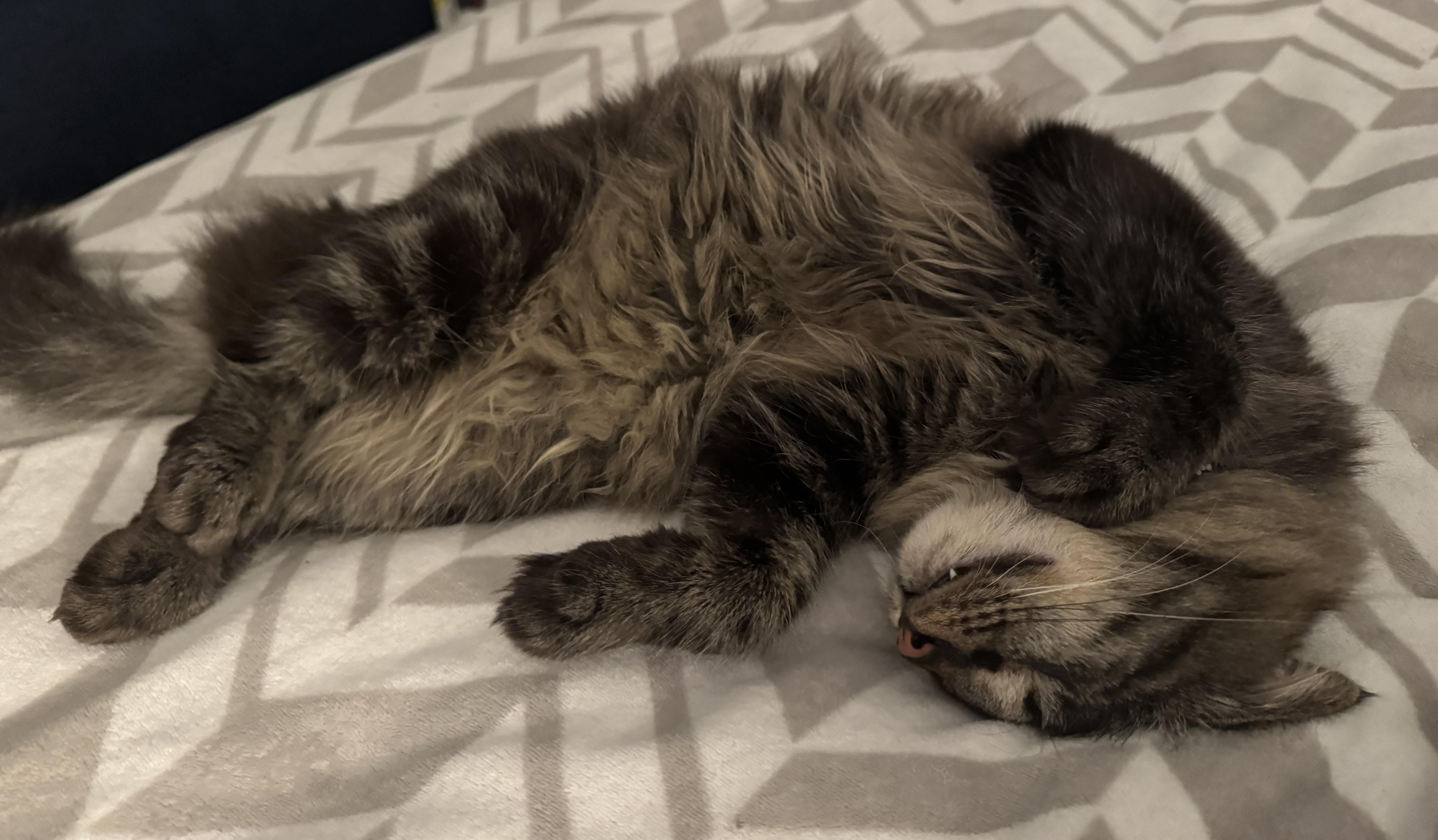 Bucky, an adopted mixed breed in Parker, TX image 4/6