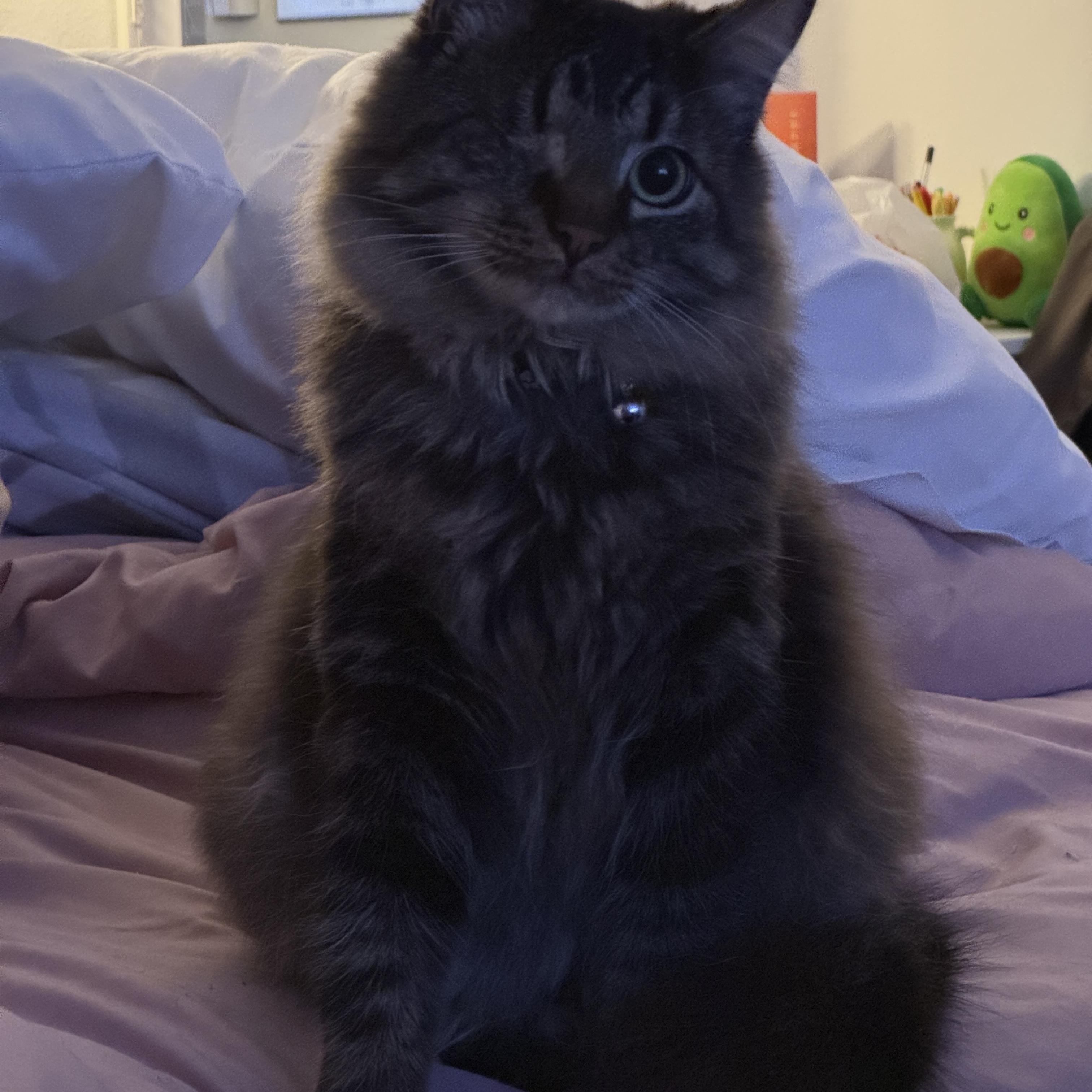 Bucky, an adopted mixed breed in Parker, TX image 2/6