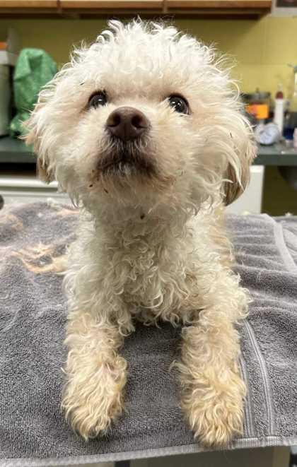 Bones, Adoptable, Young Male Poodle & Mixed Breed.