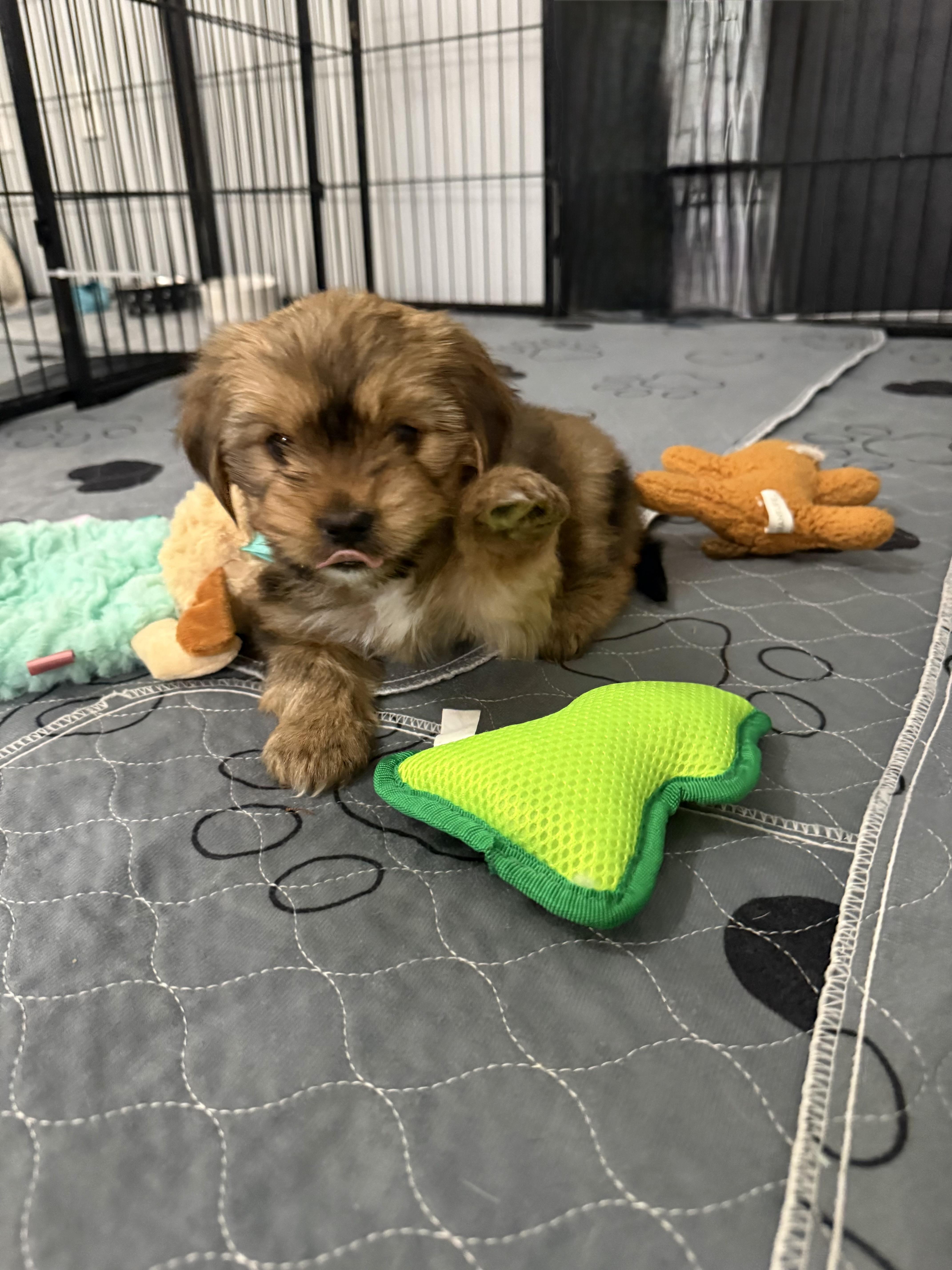 Enlarge Fallon, a ADOPTABLE Shorkie in Kings Mountain, NC image 4/6