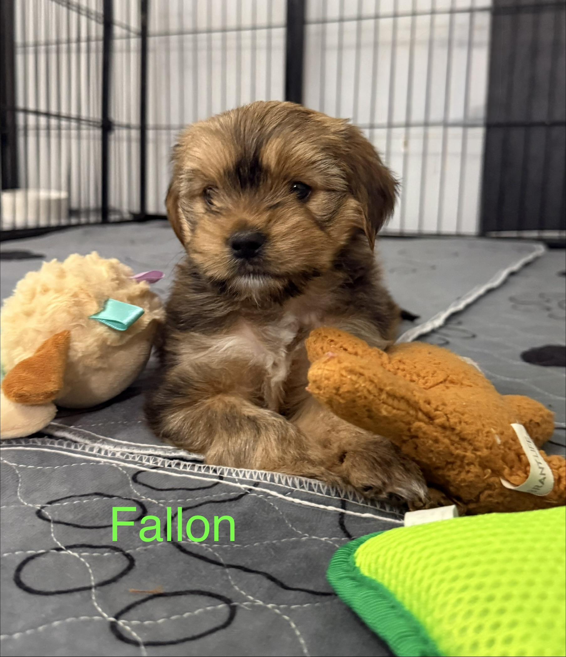 Fallon, ADOPTABLE, Puppy Female Shorkie.