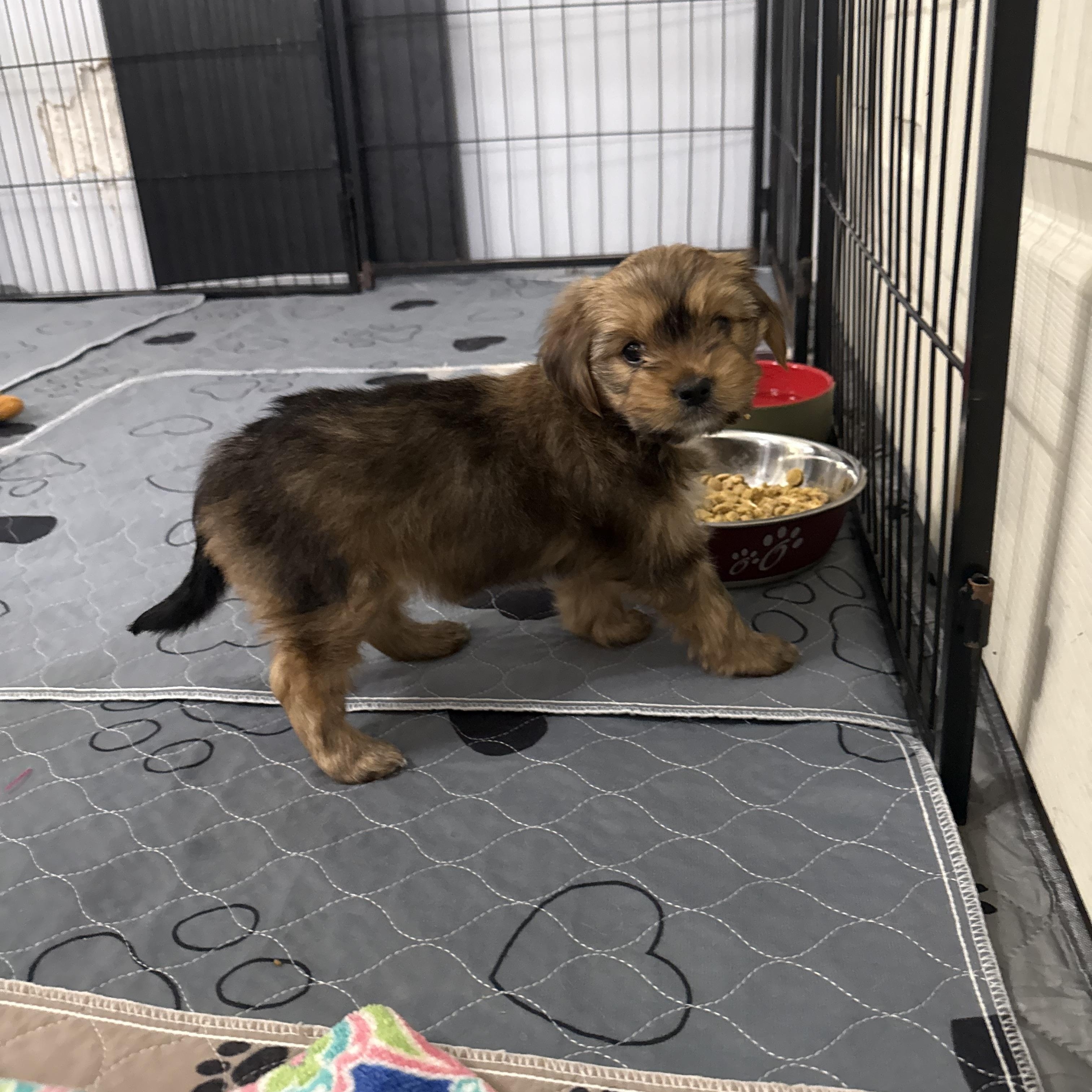 Enlarge Fallon, a ADOPTABLE Shorkie in Kings Mountain, NC image 3/6