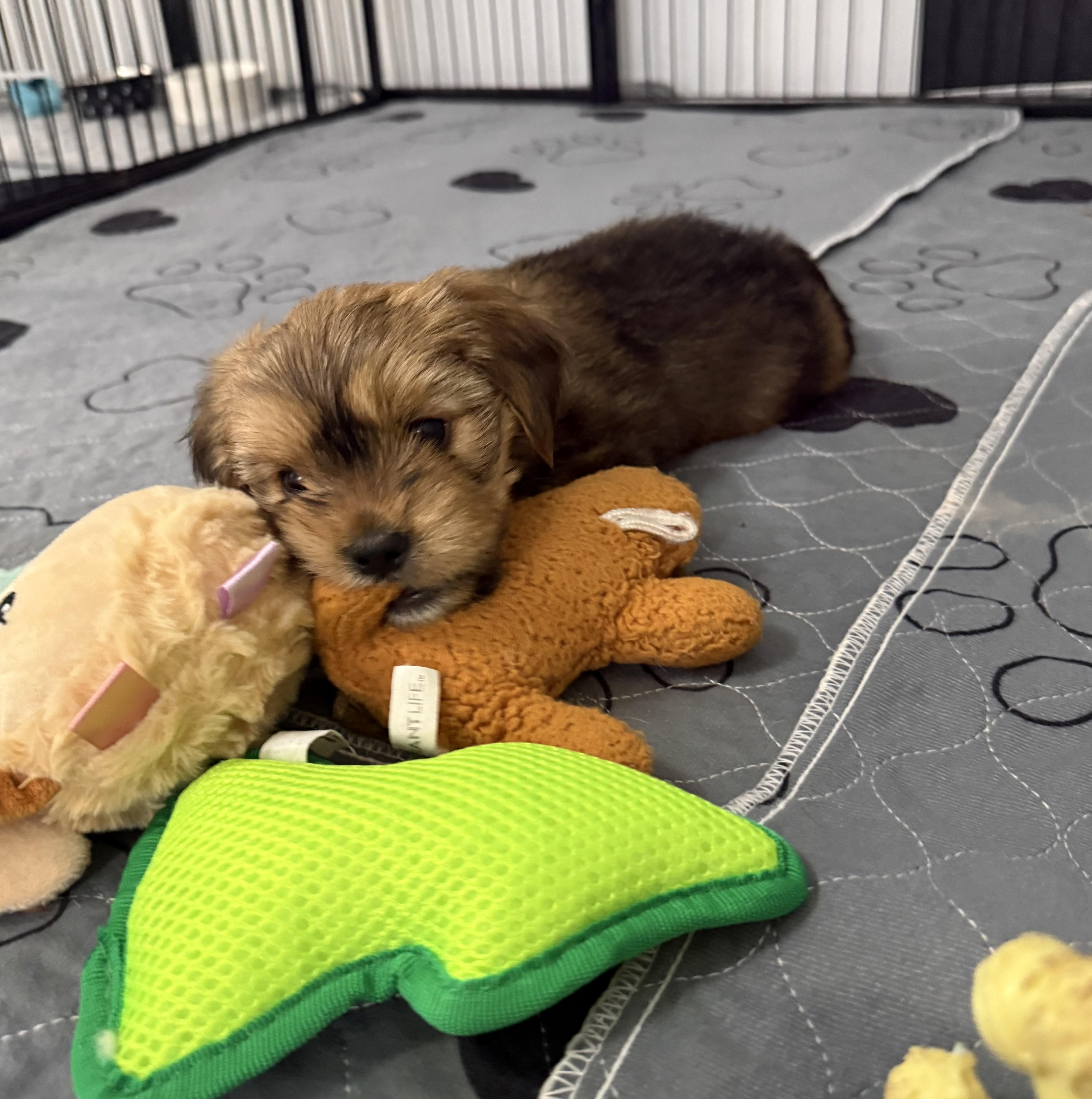 Enlarge Fallon, a ADOPTABLE Shorkie in Kings Mountain, NC image 5/6