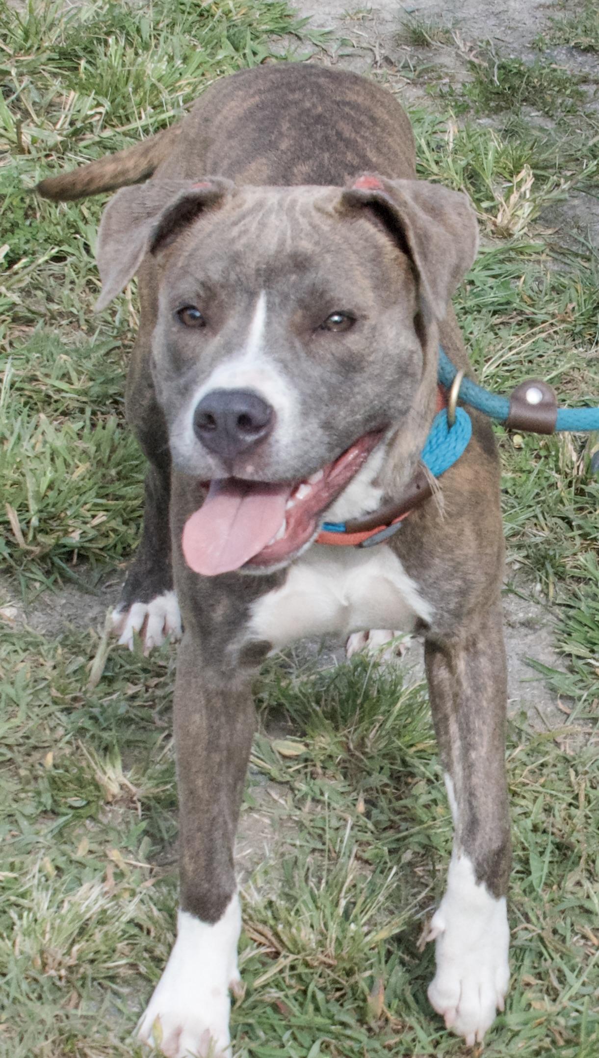 Sophie, a Adoptable Pit Bull Terrier in Gloucester, VA image 2/5