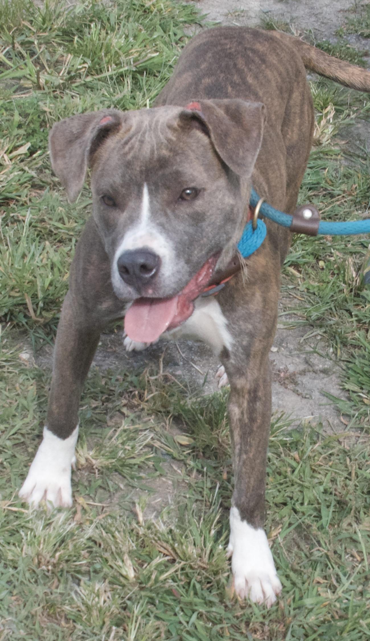Sophie, a Adoptable Pit Bull Terrier in Gloucester, VA image 3/5