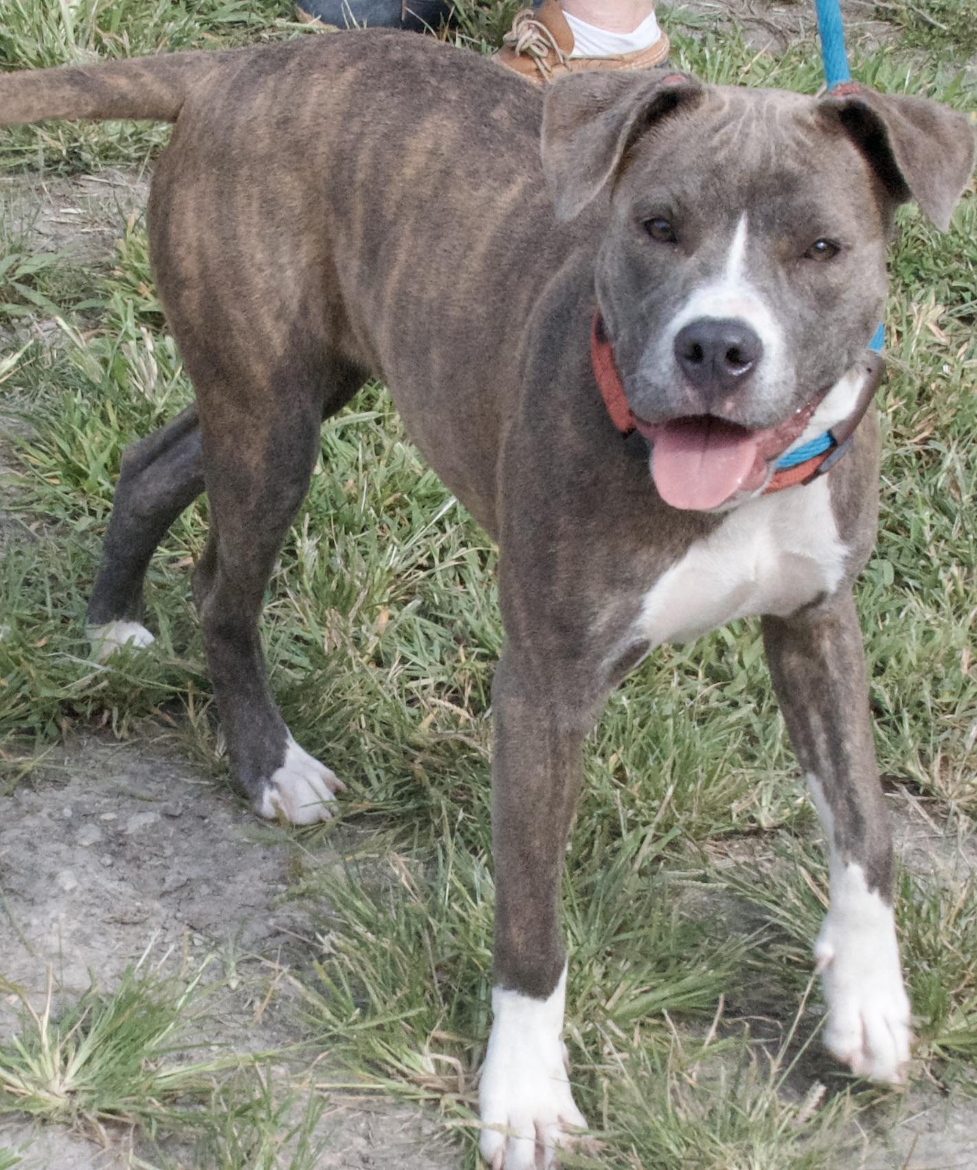 Sophie, a Adoptable Pit Bull Terrier in Gloucester, VA image 4/5