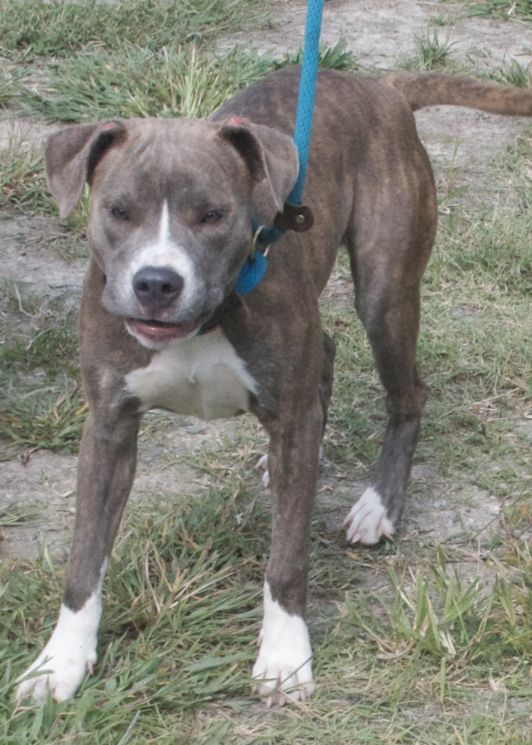 Sophie, a Adoptable Pit Bull Terrier in Gloucester, VA image 5/5