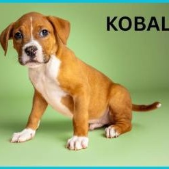 Enlarge Kobalt, an adopted mixed breed in Stamford, CT image 1/1
