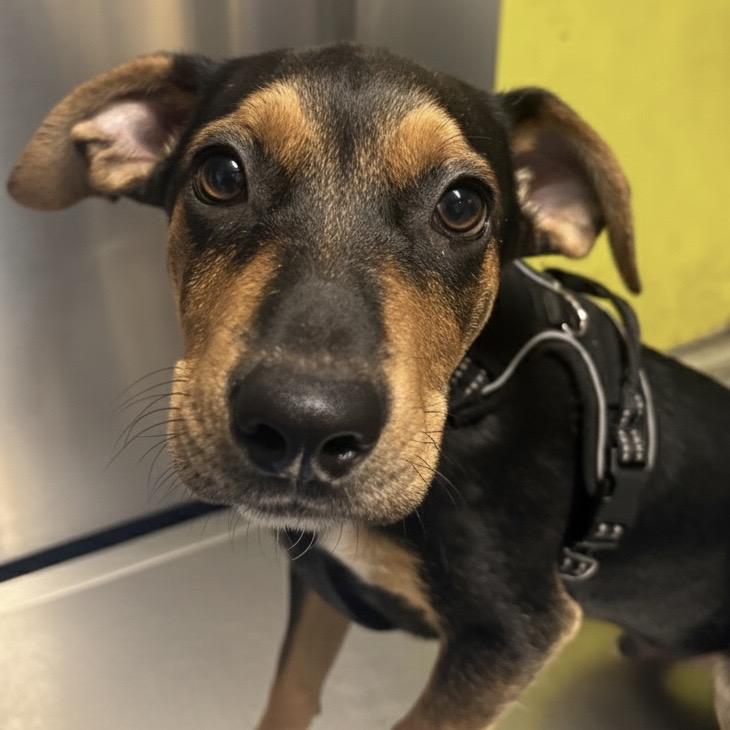 Enlarge Skeeter (Foster), a Adoptable mixed breed in Belleville, IL image 1/1