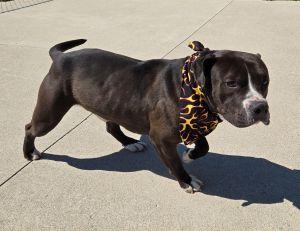 Enlarge Meatball, a ADOPTABLE Pit Bull Terrier in Bucyrus, OH image 4/5