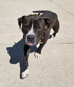 Enlarge Meatball, a ADOPTABLE Pit Bull Terrier in Bucyrus, OH image 3/5