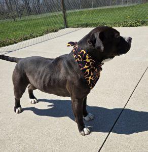 Enlarge Meatball, a ADOPTABLE Pit Bull Terrier in Bucyrus, OH image 5/5