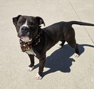 Enlarge Meatball, a ADOPTABLE Pit Bull Terrier in Bucyrus, OH image 1/5