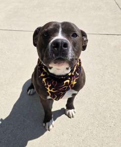 Enlarge Meatball, a ADOPTABLE Pit Bull Terrier in Bucyrus, OH image 2/5