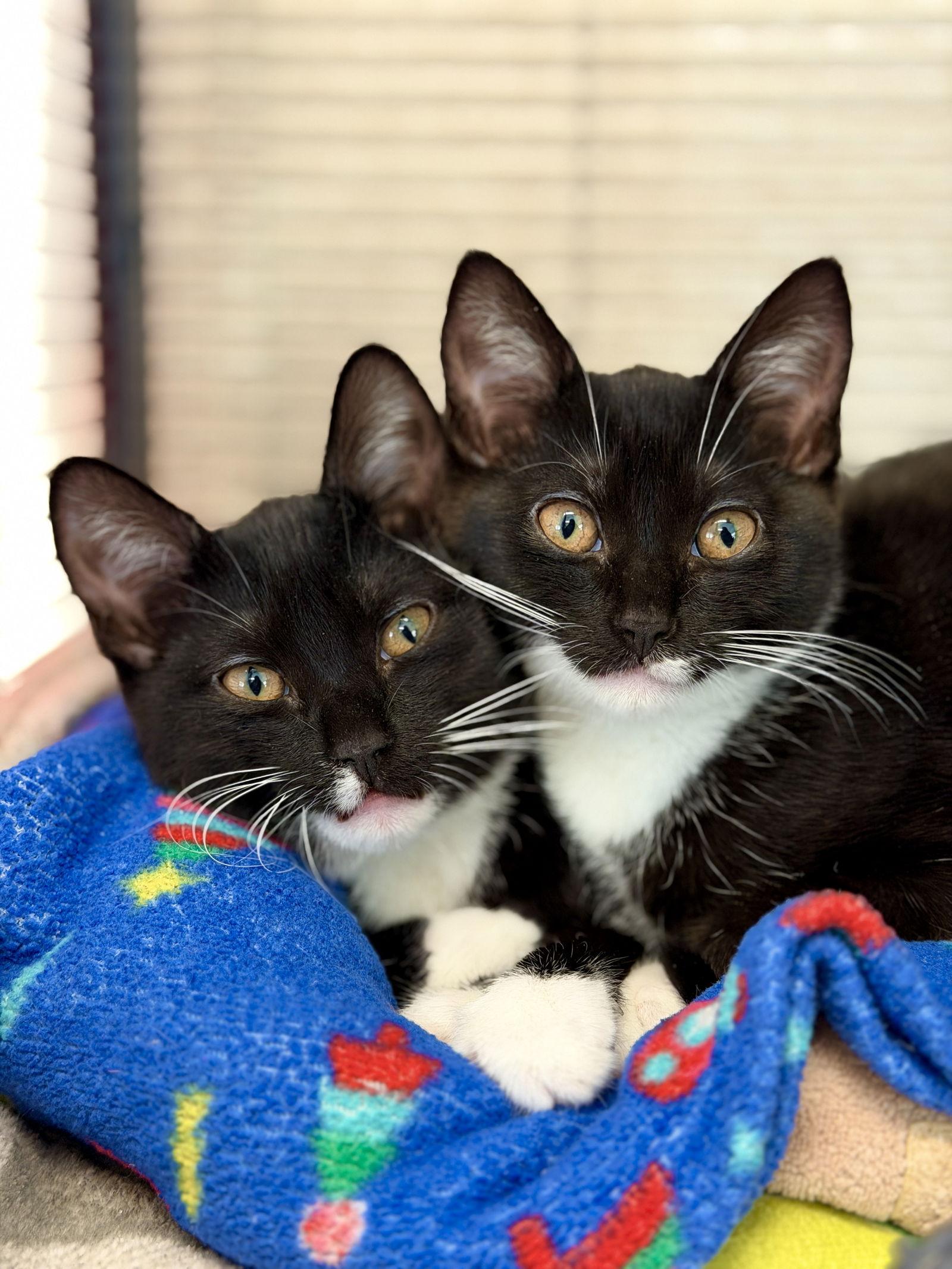 Ink, Adoptable, Young Female Domestic Short Hair.