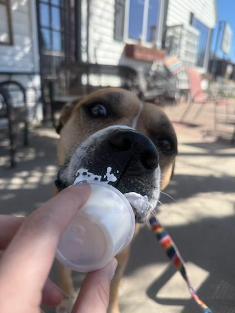 Max, a ADOPTABLE mixed breed in Willmar, MN image 4/5