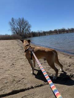 Max, a ADOPTABLE mixed breed in Willmar, MN image 3/5