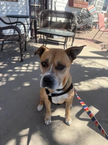 Max, a ADOPTABLE mixed breed in Willmar, MN image 2/5
