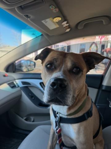Max, a ADOPTABLE mixed breed in Willmar, MN image 5/5