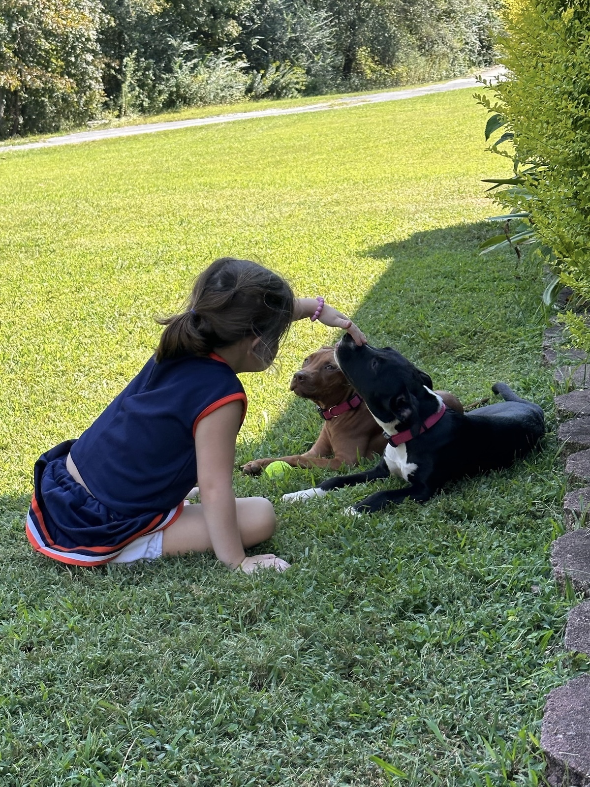 Enlarge Summer, a Adopted Terrier in Wilsonville, AL image 1/3