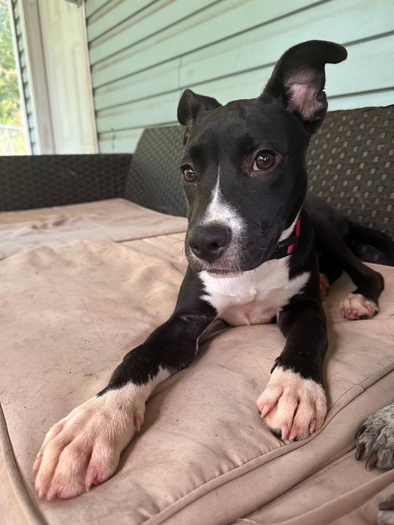 Enlarge Summer, a Adopted Terrier in Wilsonville, AL image 2/3