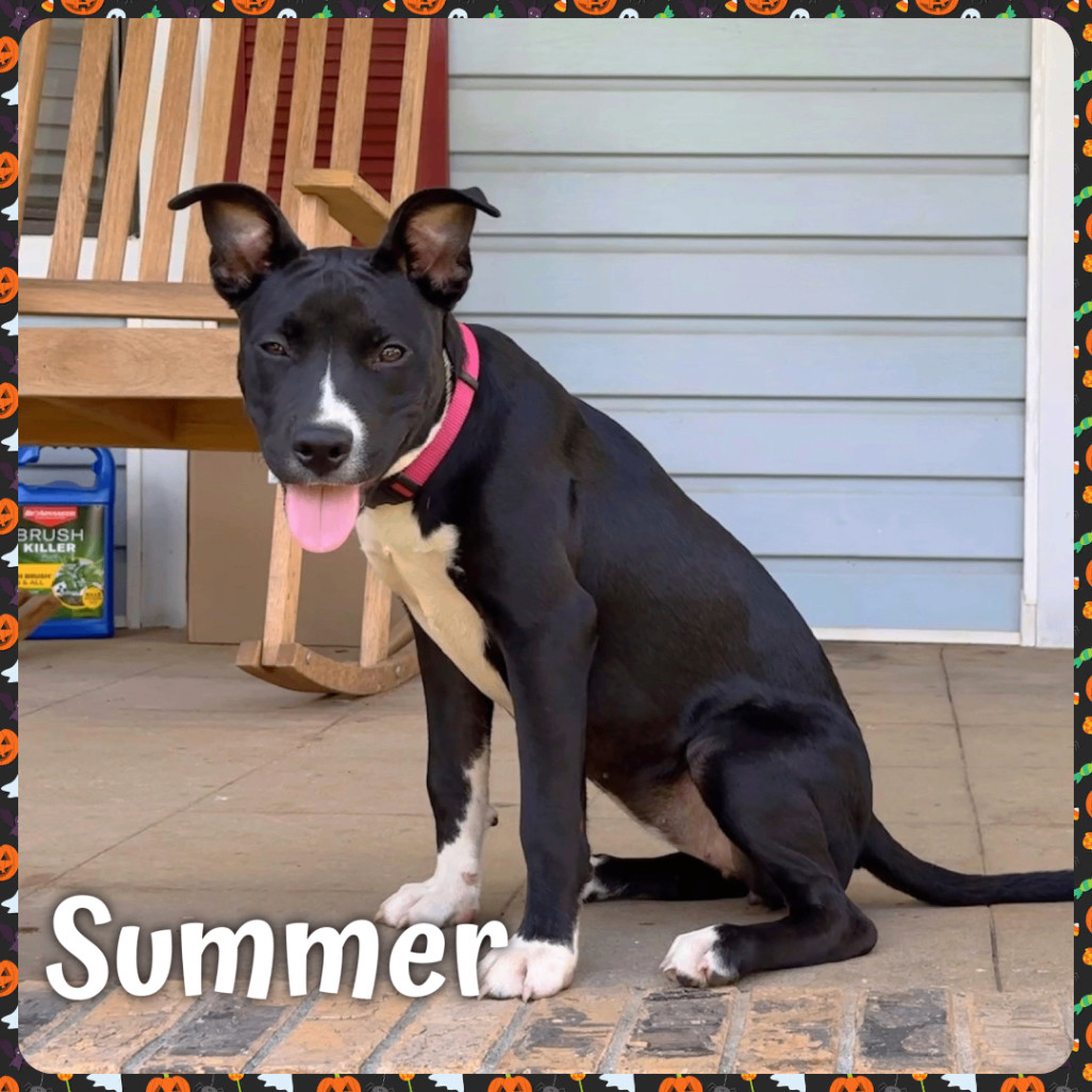 Enlarge Summer, a Adopted Terrier in Wilsonville, AL image 3/3