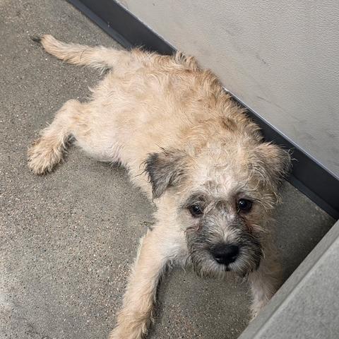 Enlarge Harry, a Adoptable mixed breed in North Las Vegas, NV image 2/2