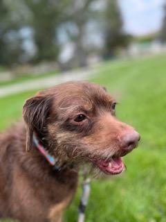 Enlarge Bud, a Adopted mixed breed in Meeker, CO image 1/4