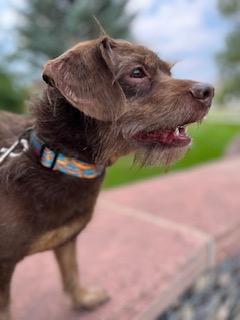 Enlarge Bud, a Adopted mixed breed in Meeker, CO image 2/4