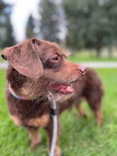 Enlarge Bud, a Adopted mixed breed in Meeker, CO image 3/4